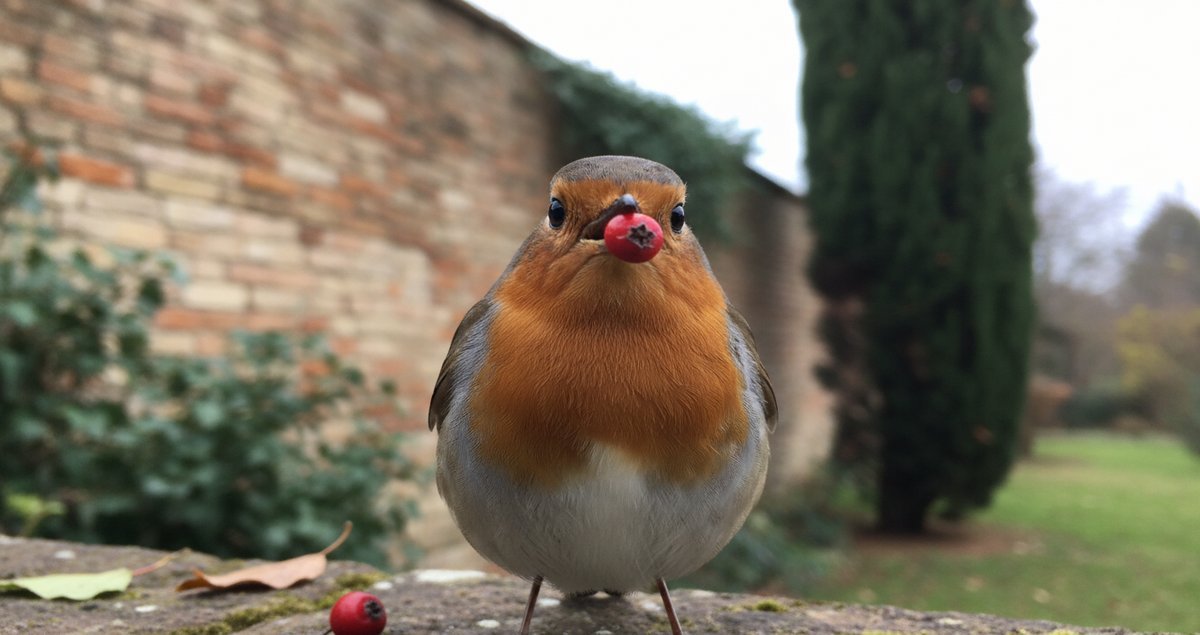 frutto-invernale-pettirossi-giardino