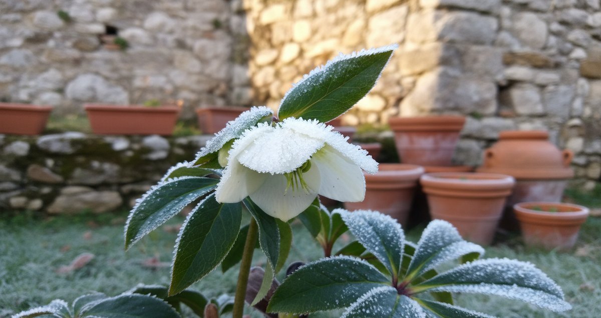 piante-resistenti-al-freddo-quale-scegliere