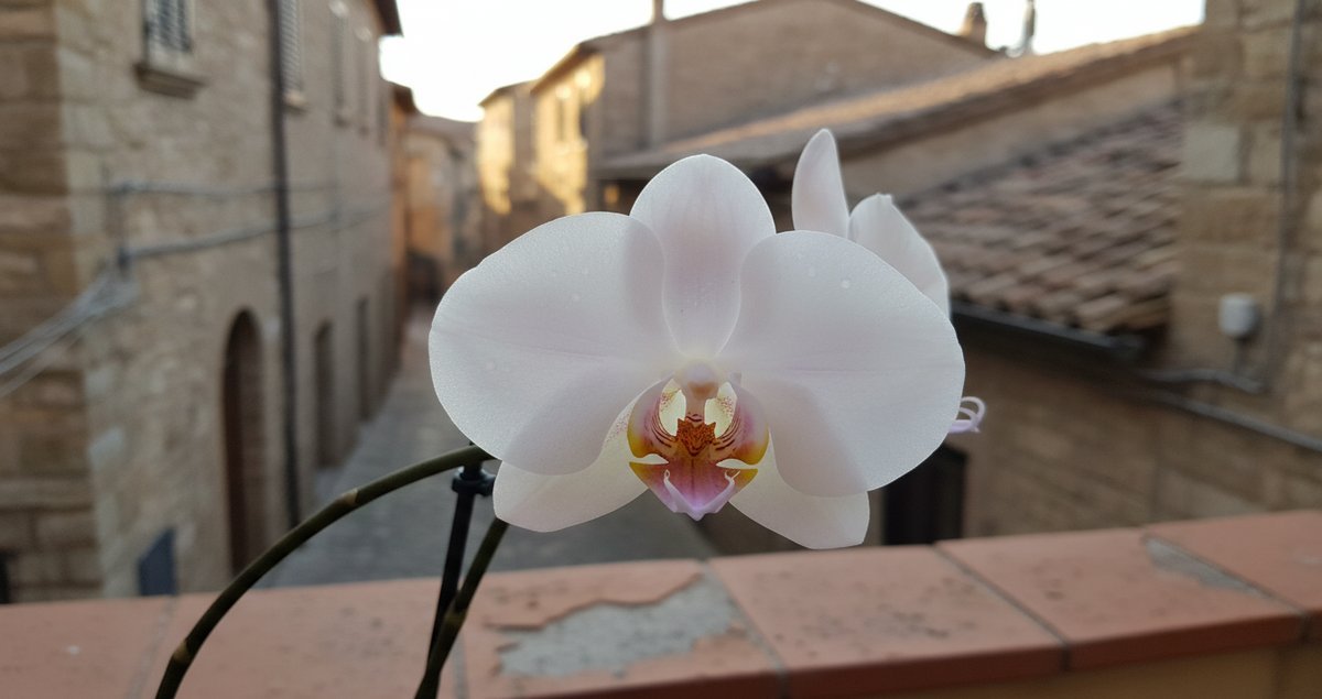 orchidee-che-fioriscono-per-anni-segreto-vivai