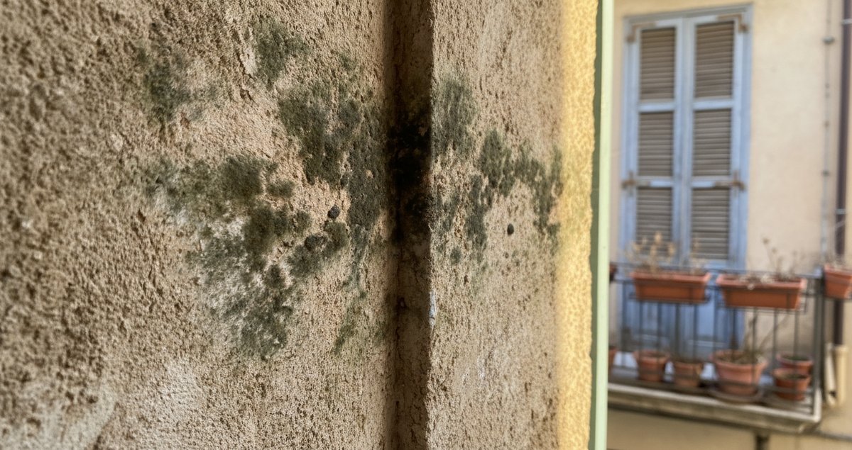 muffa-che-ricompare-sempre-strada-definitiva