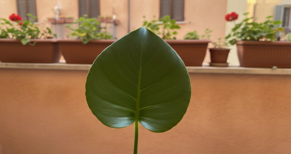 perche-le-foglie-della-monstera-restano-piccole-e-non-si-aprono-la-verita-che-pochi-ti-dicono