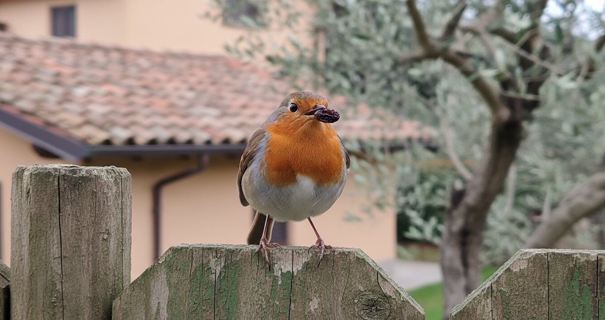 birdwatchers-frutto-invernale-pettirossi-uvetta