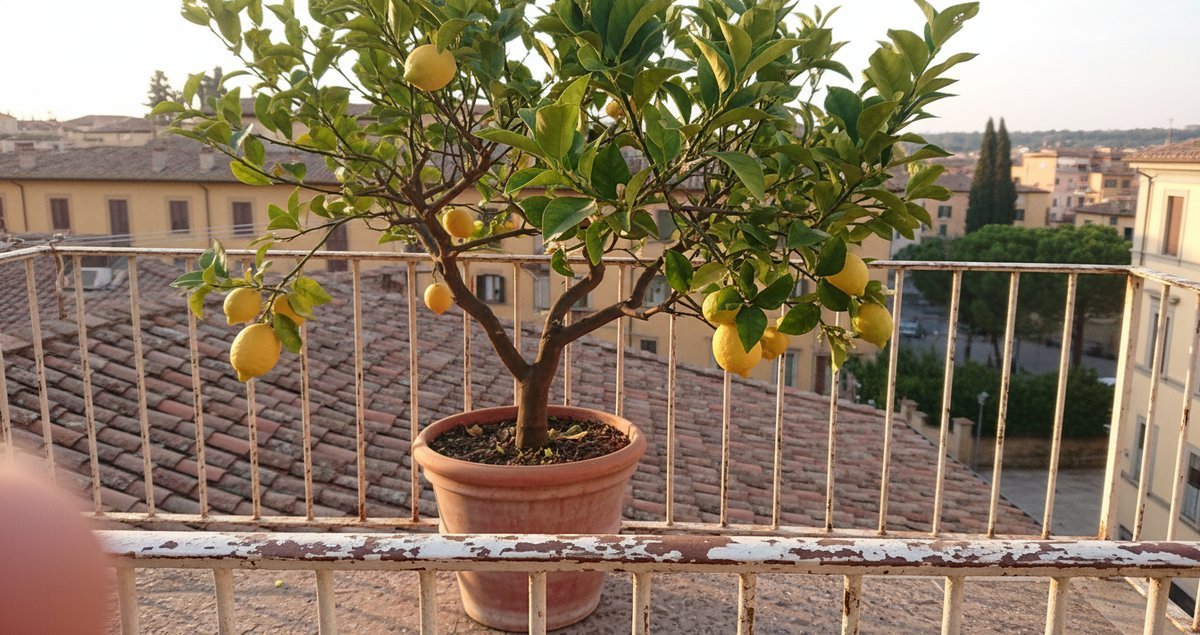 mini-fruit-trees-segreto-balconi-giardini-piccoli