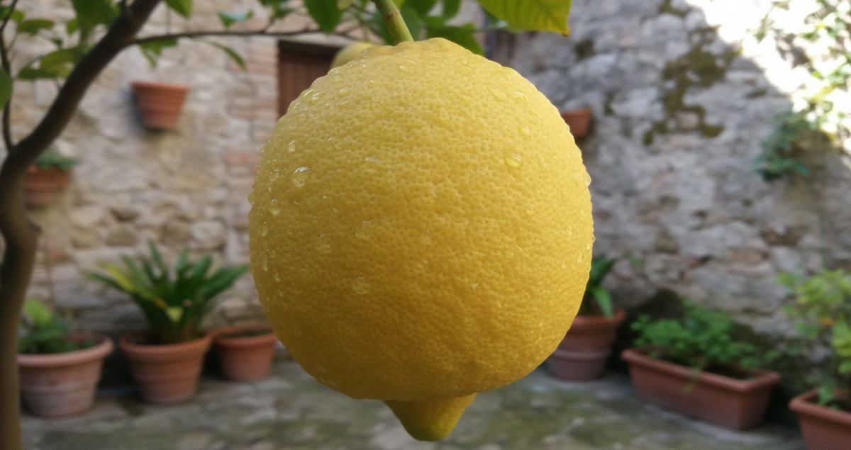 bigger-juicier-lemons-the-fertilizer-secret-most-gardeners-get-wrong-spiegato