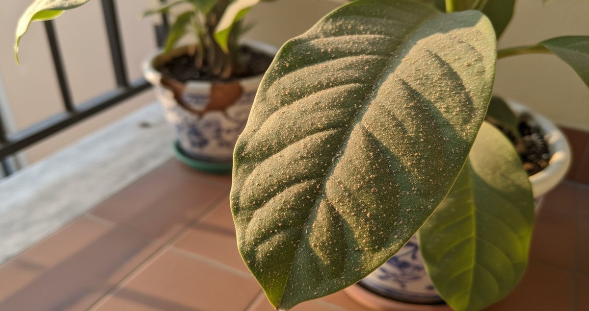 polvere-uccide-piante-pericolo-invisibile-casa