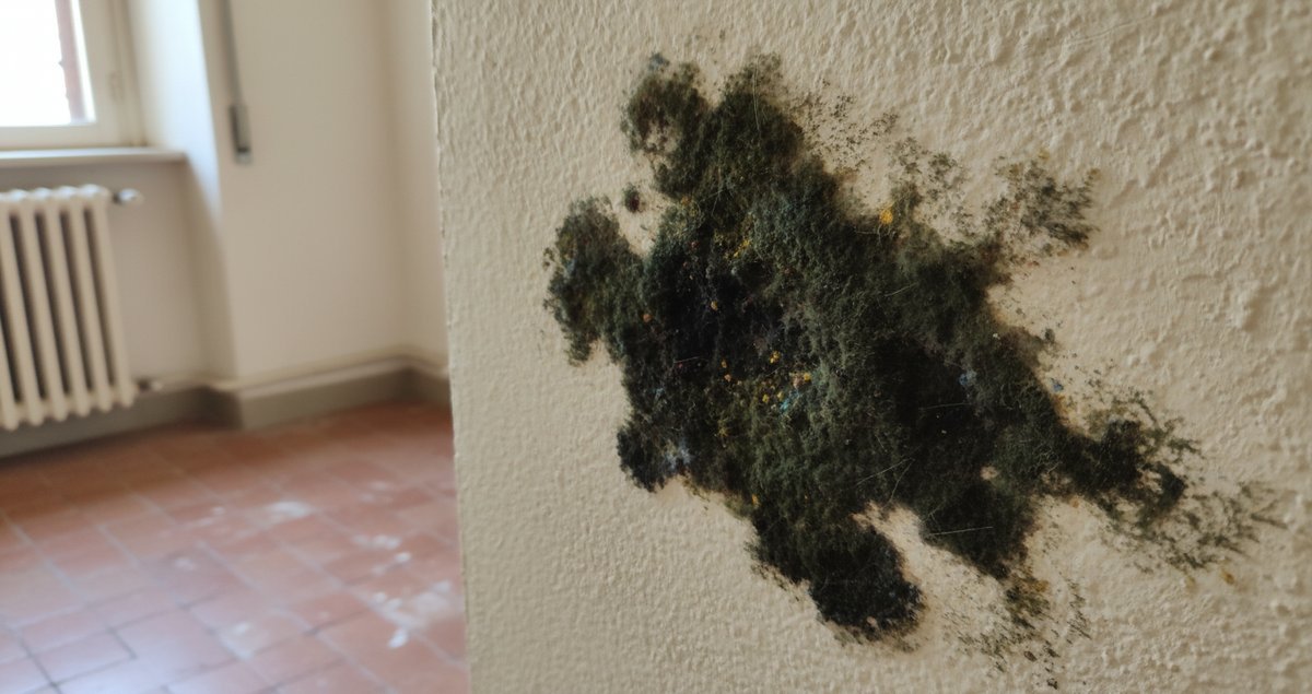 muffa-che-torna-sempre-guida-infallibile