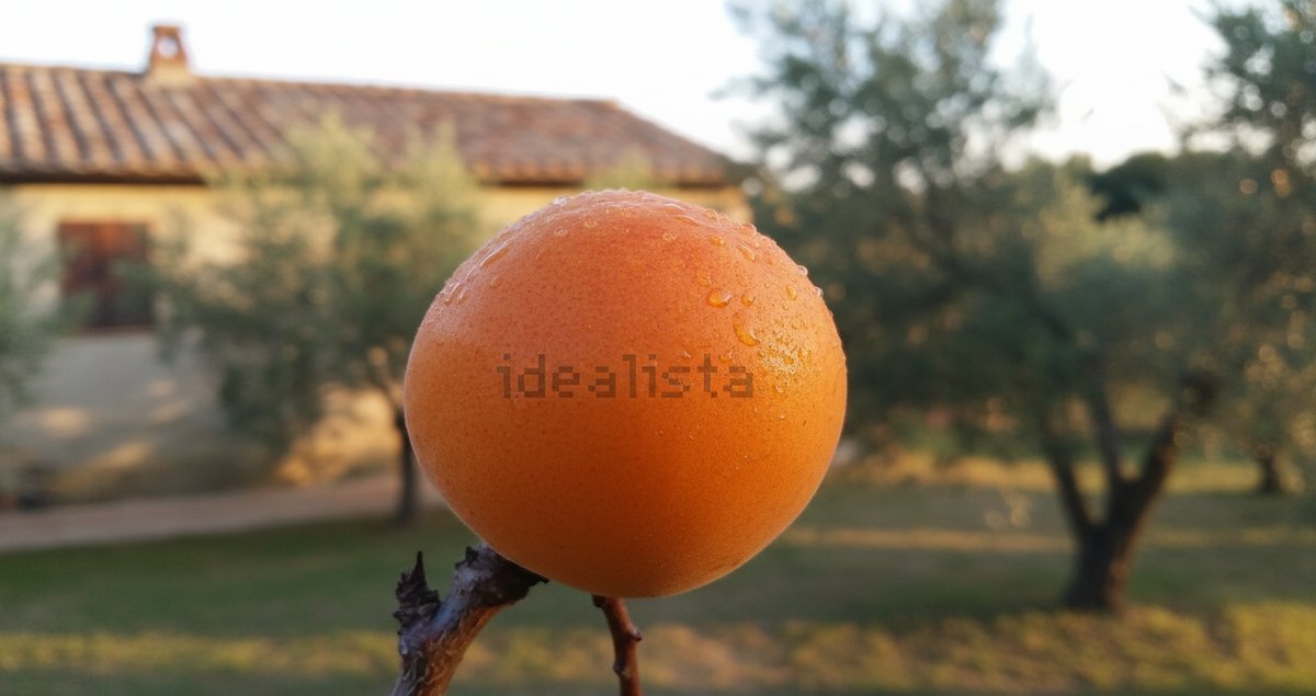 stop-pruning-apricots-in-late-winter-quando-fermarsi-per-frutti-piu-grossi